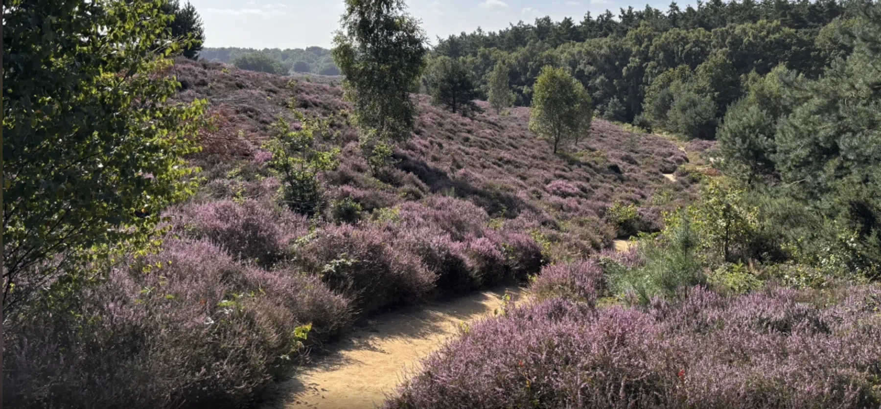 Ondersteunend beeld bij het artikel