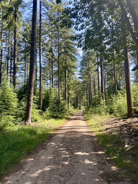 Crossen door de bossen