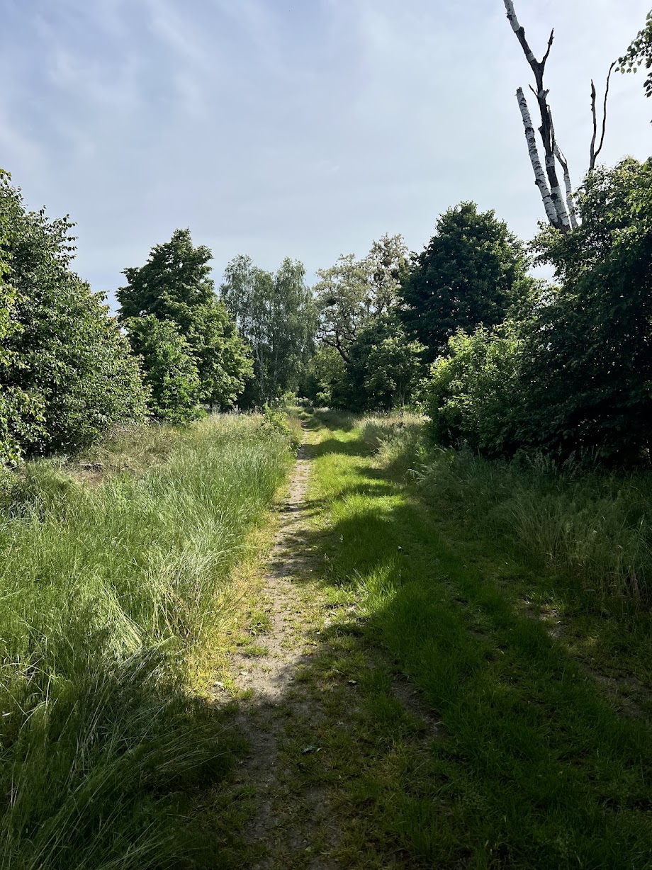 Verlaten bos
