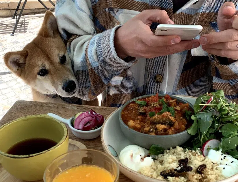 bord met gevarieerde voeding en nieuwsgierige hond