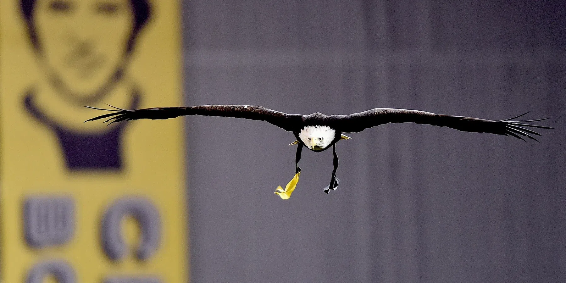 Zeearend Hertog verdwijnt bij Vitesse