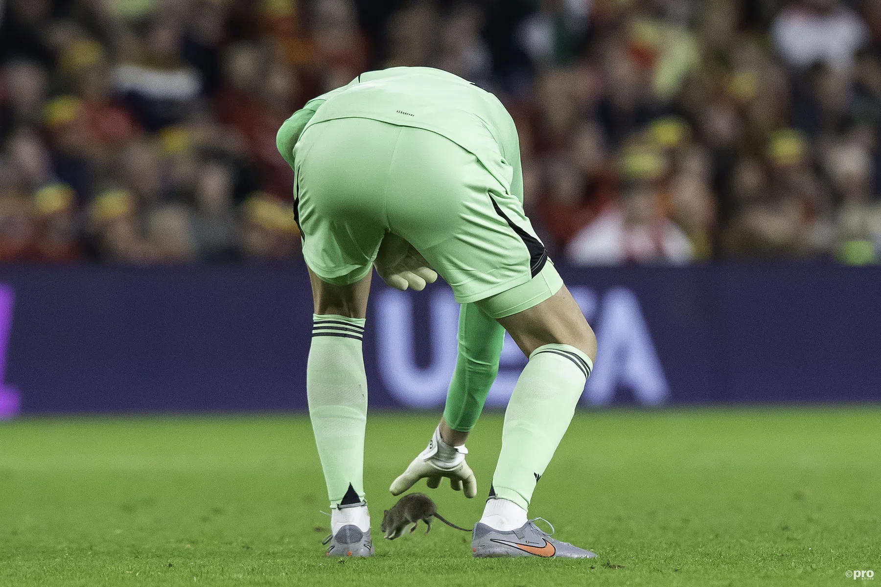 Bizar: rat rent over het veld tijdens Wales - België, Courtois grijpt mis 